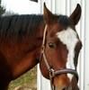 spirithorse661